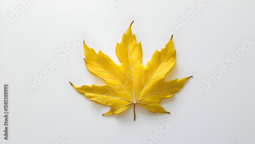 Yellow leaf isolated on transparent background  