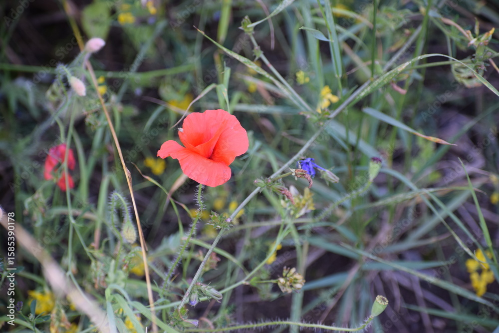 Obraz premium The photo shows a poppy, which I am from the Markov family, in the grass.