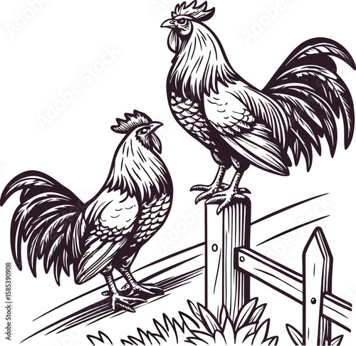 A vibrant red rooster, a beautiful farm bird, stands isolated against a clean white background