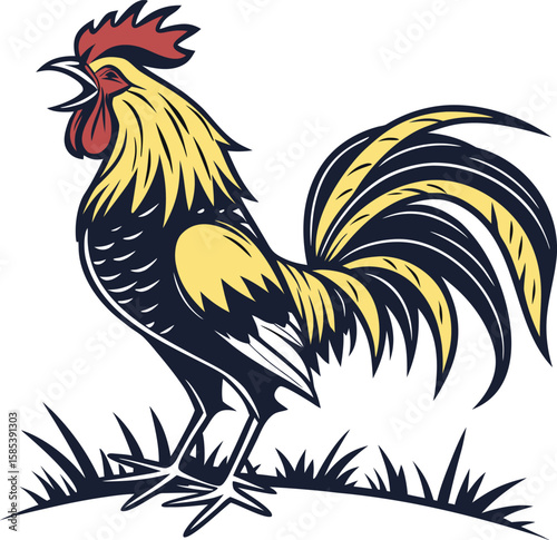 A colorful farm rooster, a domestic fowl with a red comb and feather, is isolated on a white background