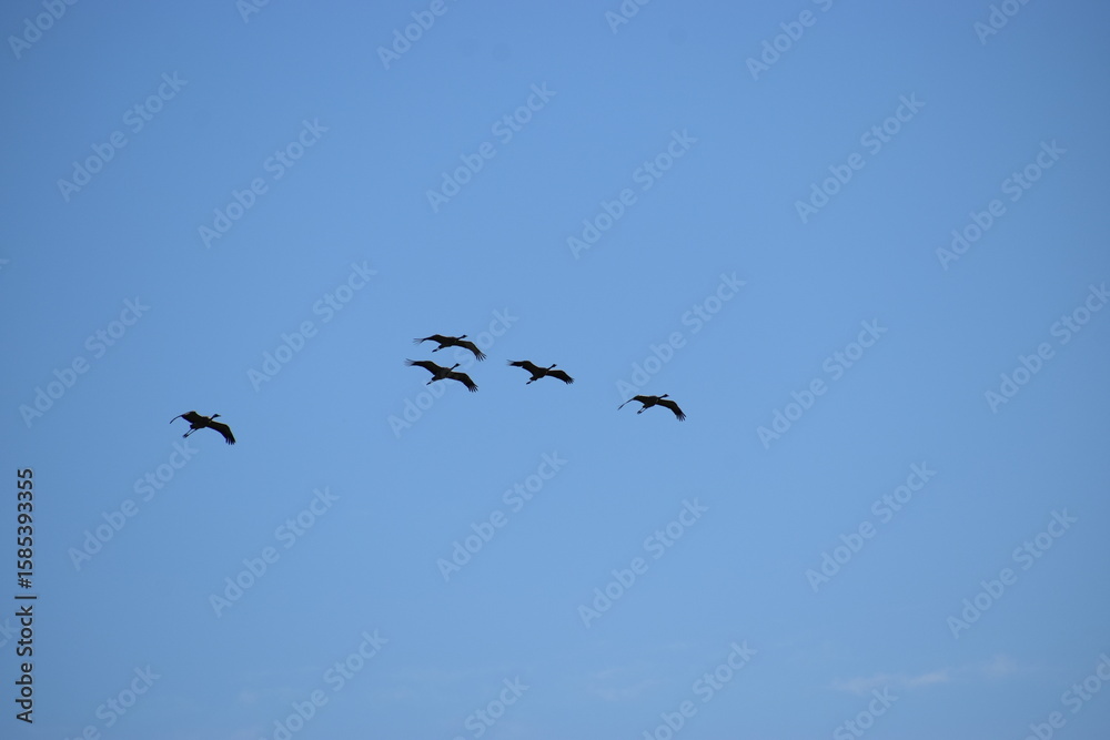 The photo shows silhouettes of birds flying against a bright sky. The photo shows silhouettes of birds flying against a bright sky.