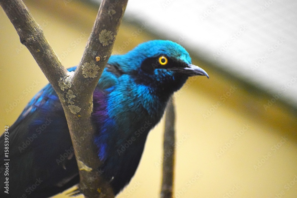 Fototapeta premium so the one pictured is probably a green merle known as a purple-brilliant bird or a steel-brilliant starling