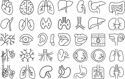 Collection of Human Internal Organs and Anatomy Outline Icons