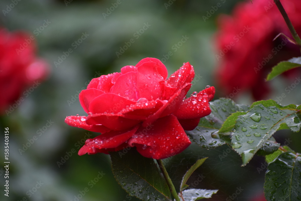 Obraz premium in the photo a red rose is covered with drops of dew or water, it could be the Veterans Honor variety
