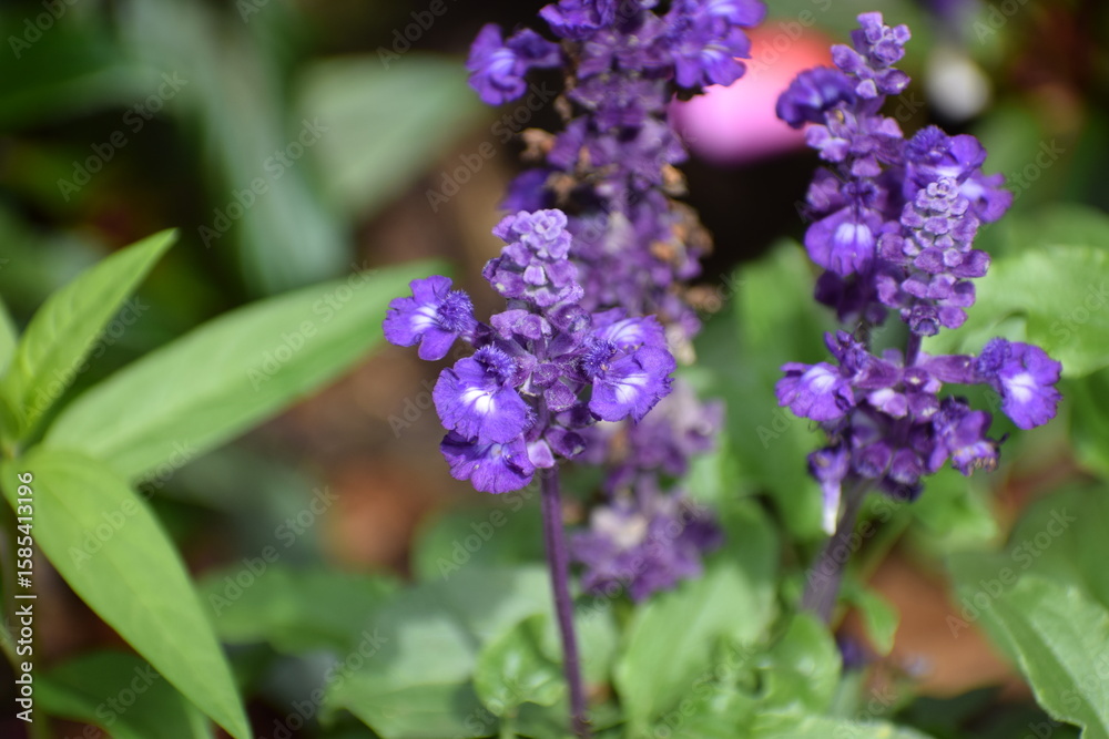 Obraz premium the image shows sage or salvia