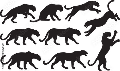 Black panther poses jaguar animal