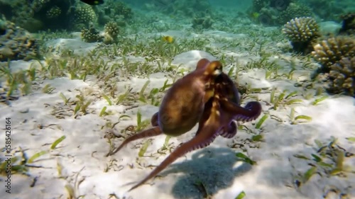 Tropical fish in their wild underwater nature, from vibrant coral reefs to the open sea
