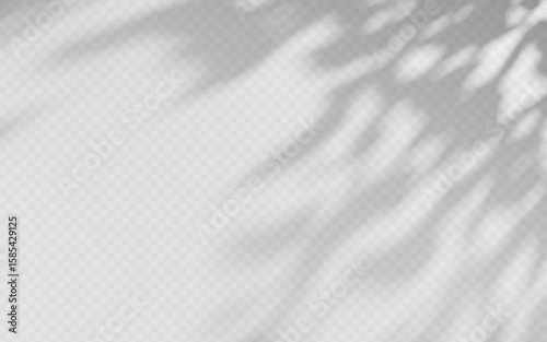 Abstract shadow overlay from tree branch on a transparent background.