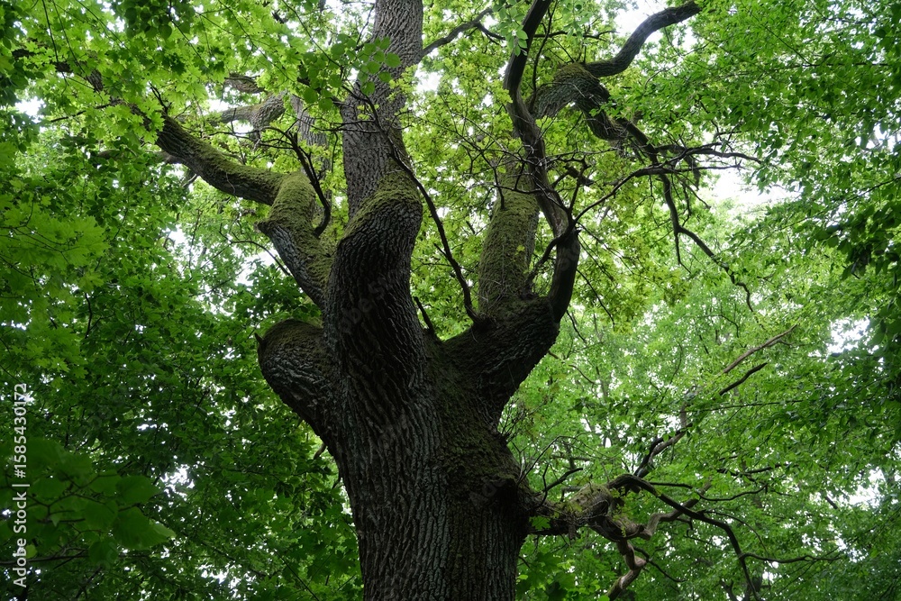 Fototapeta premium Close up of branches of huge oak tree in forest with green foliage.