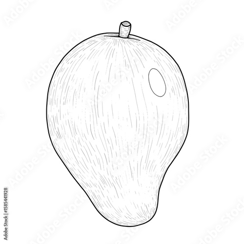 Monochromatic fruit drawing with texture lines, a stem, and a light spot on one side