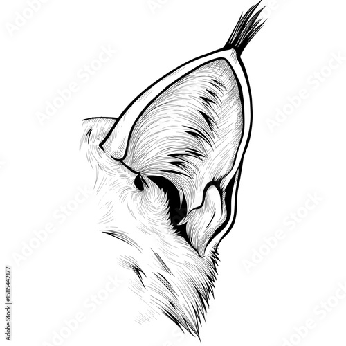 Ear Detail Detailed animal ear sketch with internal lines and fur patterns in black and white
