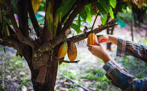 Close-up hands of a cocoa farmer use pruning shears to cut the cacao pods or fruit ripe yellow cacao from the cacao tree. Harvest the agricultural cocoa business produces