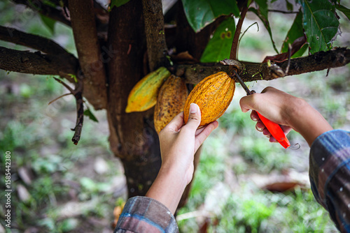Close-up hands of a cocoa farmer use pruning shears to cut the cacao pods or fruit ripe yellow cacao from the cacao tree. Harvest the agricultural cocoa business produces
