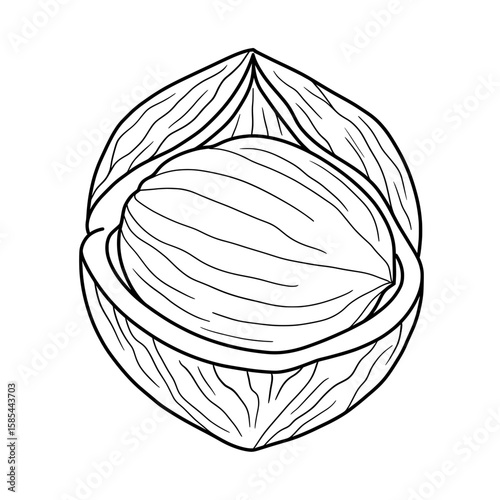 Black and white illustration of a cabbage head with its outer leaves in detail