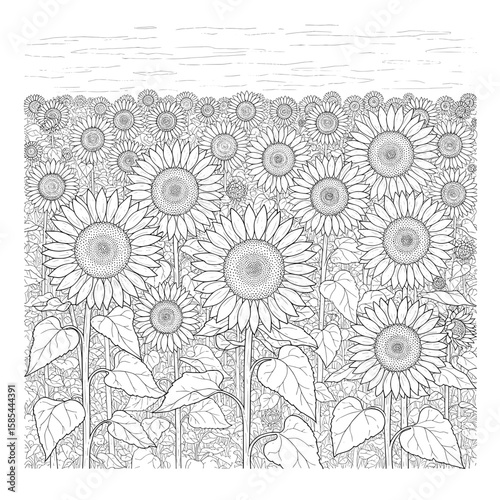 Detailed sunflowers bloom, filling the frame, with leaves and stems, and a faint sky