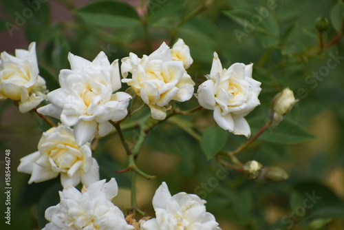white flowers in the garden