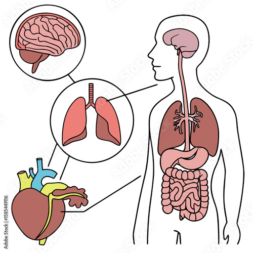 Human Organs Anatomy Vector Diagram