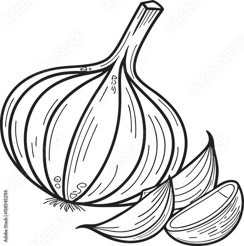 Vector sketch illustration of fresh garlic bulb with natural vegetable and spice design elements