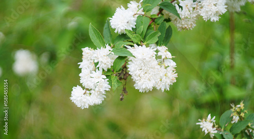 Deutzia white flowers in early summer garden
