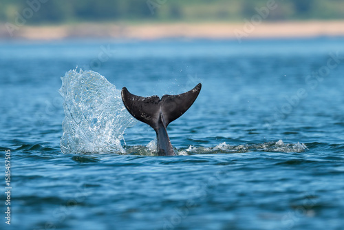 Bottlenose dolphin (Tursiops truncatus) tail fin or fluke, Chanonry point, Scotland. UK marine mammal in summer.