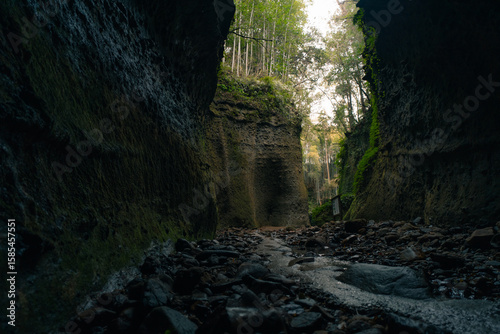 Quadro su tela Masses of Fern at Ioki-do, Aki, Kochi, Japan