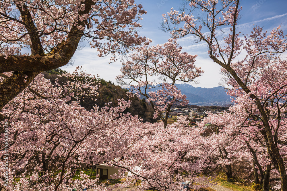Panoramic view of a stunning cherry blossom landscape in Japan, featuring numerous pink trees in full bloom against a backdrop of mountains and a quaint town. A picturesque springtime scene. Panoramic view of a stunning cherry blossom landscape in Japan, featuring numerous pink trees in full bloom against a backdrop of mountains and a quaint town. A picturesque springtime scene.
