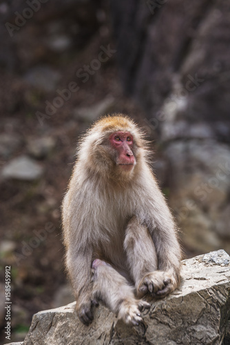 Japanese macaque, also known as snow monkey, sits on a rock in Jigokudani Monkey Park, Nagano, Japan.  The primate's serene expression and fluffy fur are captivating.