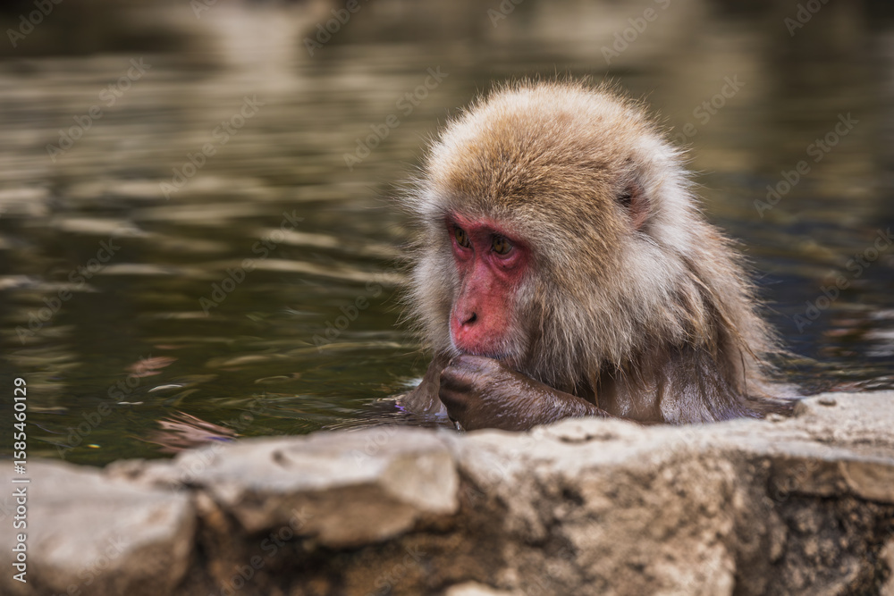 Fototapeta premium Japanese macaque, also known as snow monkey, enjoying a relaxing bath in a hot spring. Nagano Prefecture, Japan. Wildlife in its natural habitat.