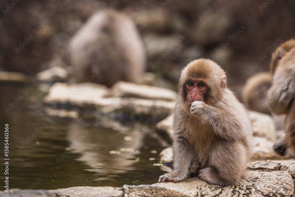 Naklejka premium Adorable Japanese macaque monkey sits by a pond, possibly in Jigokudani Monkey Park, Nagano Prefecture, Japan. It's a heartwarming wildlife scene.