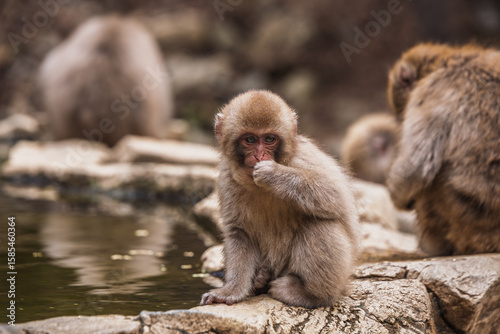 Adorable Japanese macaque monkey cub sits on rocks near a pond in Jigokudani Monkey Park, Nagano, Japan.  The fluffy primate is seen with other monkeys in the background.