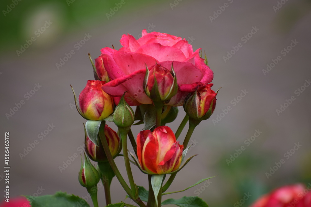 Obraz premium red rose flower