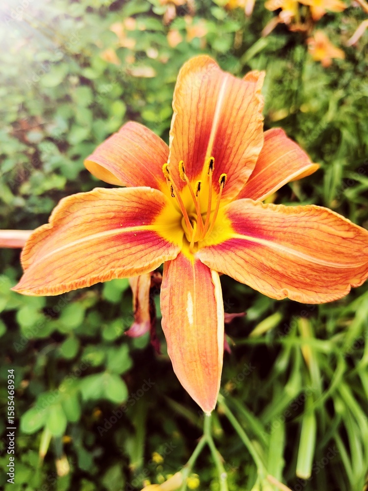 orange tiger lily flower macro orange tiger lily flower macro