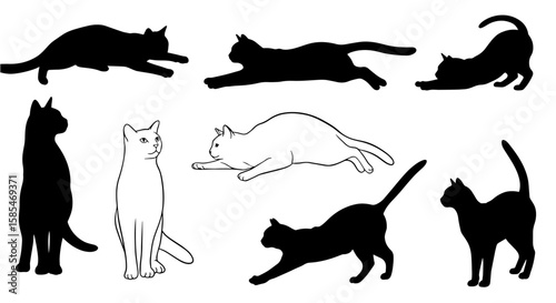 Diverse Cat Poses: A collection of black and white cat silhouettes and outline art, showcasing various feline movements including stretching, running, sitting, and resting.