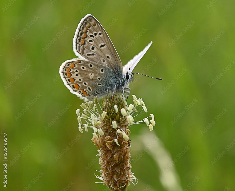 custom made wallpaper toronto digitalHauhechel Bläuling auf Wegerichblüte