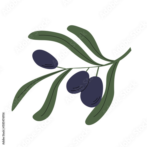 Black olives on a branch isolated. Vector illustration.