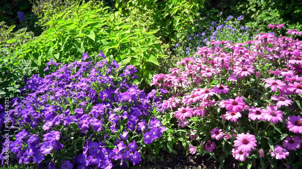 Vibrant flower bed with purple and pink blooms Vibrant flower bed with purple and pink blooms