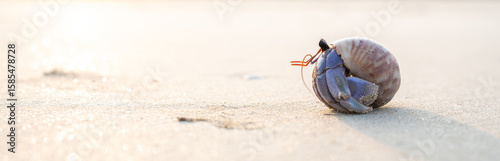 Foto Close-up of a purple hermit crab with striped shell on sandy beach