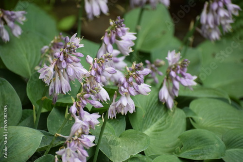 Wallpaper Mural lilac flowers in the garden Torontodigital.ca