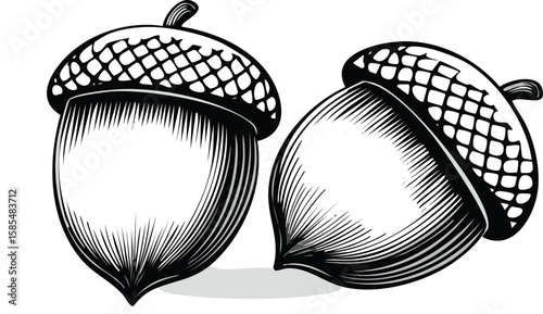 set of two acorns on white background, cut out.acorn, nut, closeup, food, clip, clip art, cut out, group, growth, single, transparent, oak, chestnut, collection, illustration, isolated, seed,vector 