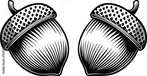 set of two acorns on white background, cut out.acorn, nut, closeup, food, clip, clip art, cut out, group, growth, single, transparent, oak, chestnut, collection, illustration, isolated, seed,vector 
