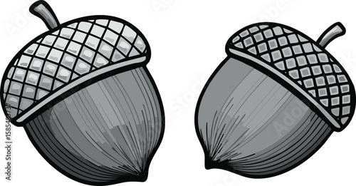 set of two acorns on white background, cut out.acorn, nut, closeup, food, clip, clip art, cut out, group, growth, single, transparent, oak, chestnut, collection, illustration, isolated, seed,vector 