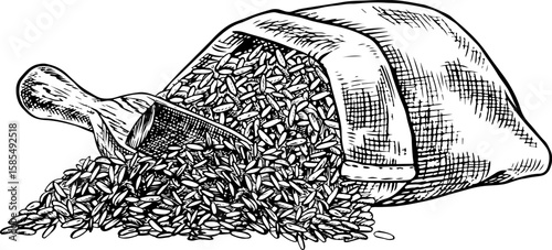 A linen bag of rice or oats, wheat or rye with a wooden scoop. Black and white graphics, vector illustrations. Design element for menus, recipes, and cookbooks. For packaging, labels, and more