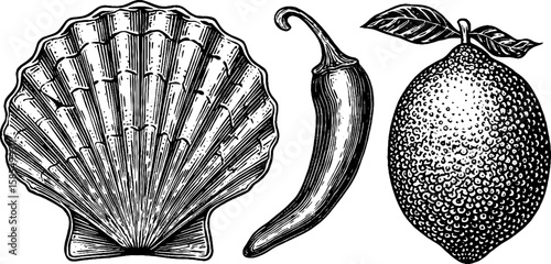 Engraved illustration set of scallop shell, chili pepper, and lemon for culinary art design