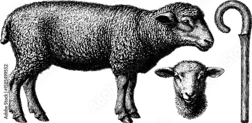 Vintage engraved illustration of shepherd's sheep and crook design for prints