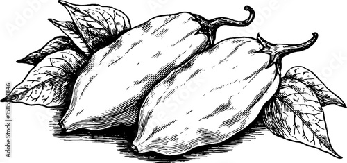 Vintage engraved illustration of stuffed zucchini with leaves for culinary design projects