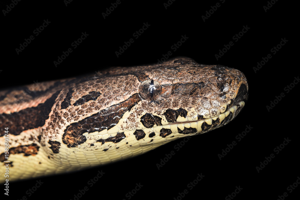 Dumeril's boa - Acranthophis dumerili (adult female, family Boidae) Dumeril's boa - Acranthophis dumerili (adult female, family Boidae)