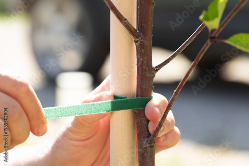 Wallpaper Mural Tying up garden trees. A gardener ties a newly planted tree to a stake with rope to prevent it from breaking. The tape supports the tree trunk, ensuring its proper growth. Close-up. Torontodigital.ca