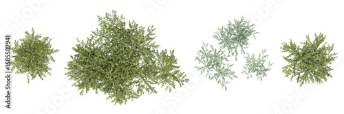 Top view of 3d plant of olea europaea on transparent background