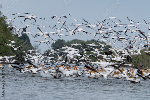 großer Schwarm von Rosapelikanen im Donaudelta