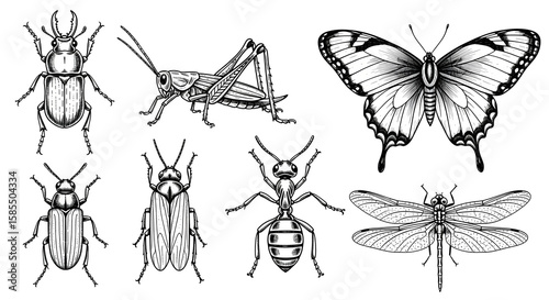 Diverse insect illustrations Beetle, grasshopper, butterfly, ant, and dragonfly line art